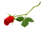 Image of rose.gif